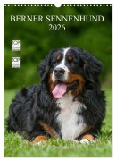 Cover-Bild zum Titel 'Berner Sennenhund 2026 (Wandkalender 2026 DIN A3 hoch), CALVENDO Monatskalender' von 'Sigrid Starick'