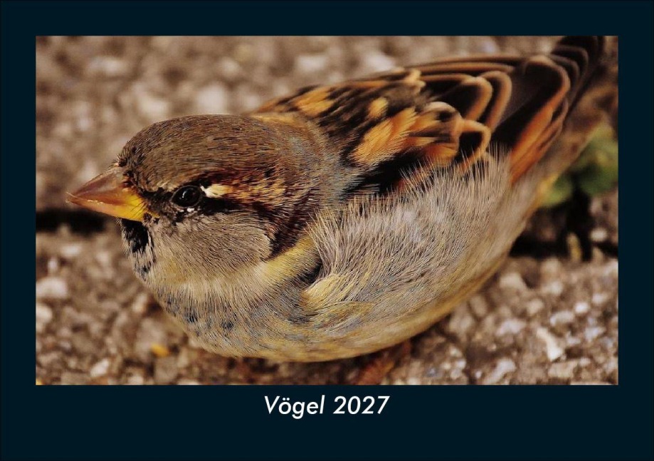 Vögel 2027 Fotokalender DIN A5 - Tobias Schmitt, Kevin Heber