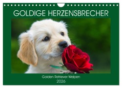 Cover-Bild zum Titel 'Goldige Herzensbrecher - Golden Retriever Welpen (Wandkalender 2026 DIN A4 quer), CALVENDO Monatskalender' von 'Sigrid Starick'