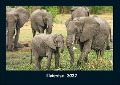 Elefanten 2022 Fotokalender DIN A4 - Tobias Becker