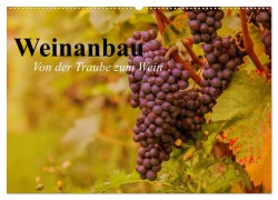 Weinanbau. Von der Traube zum Wein (Wandkalender 2025 DIN A2 quer), CALVENDO Monatskalender - Elisabeth Stanzer