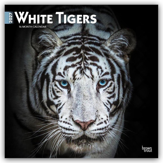 White Tigers - Weiße Tiger 2027 - 16-Monatskalender - Browntrout Publishers