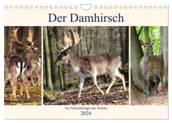 Cover-Bild zum Titel 'Der Damhirsch - Der Schaufelträger des Waldes (Wandkalender 2026 DIN A4 quer), CALVENDO Monatskalender' von 'Arno Klatt'