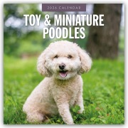Cover-Bild zum Titel 'Toy and Miniature Poodles - Zwergpudel 2026 - 16-Monatskalender' von 'Robin Red'