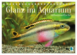 Cover-Bild zum Titel 'Glanz im Aquarium: Süßwasserfische (Tischkalender 2026 DIN A5 quer), CALVENDO Monatskalender' von 'Calvendo Calvendo'