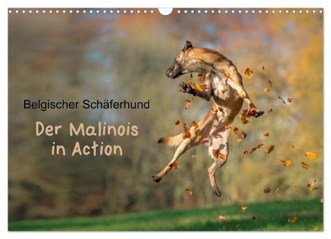 Belgischer Schäferhund - Der Malinois in Action (Wandkalender 2025 DIN A3 quer), CALVENDO Monatskalender - Tanja Brandt