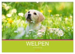 Cover-Bild zum Titel 'Welpen im Frühling (Wandkalender 2026 DIN A2 quer), CALVENDO Monatskalender' von 'Judith Dzierzawa'