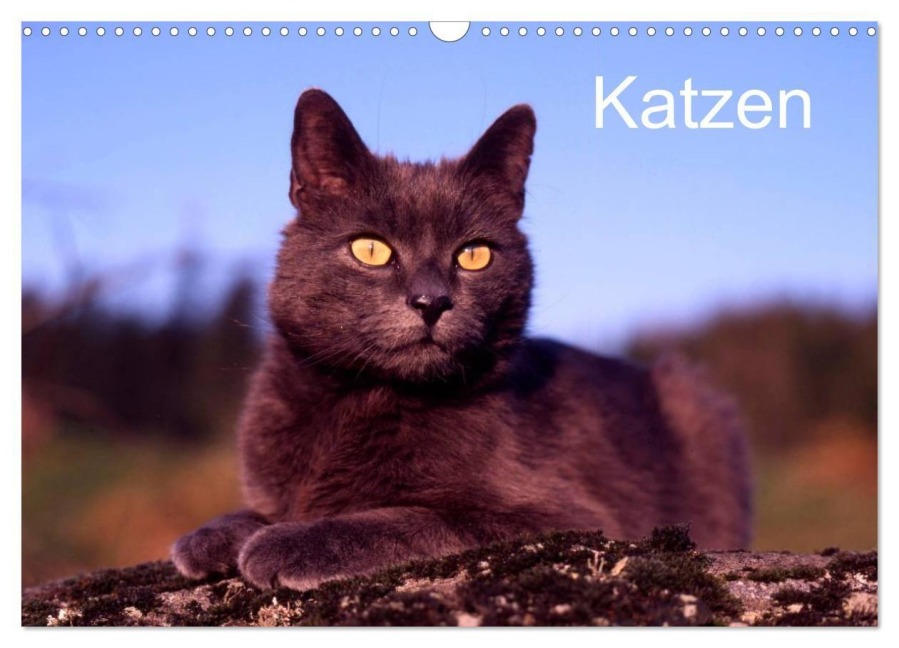 Katzen (Wandkalender 2027 DIN A3 quer), CALVENDO Monatskalender - Mcphoto Werner Layer