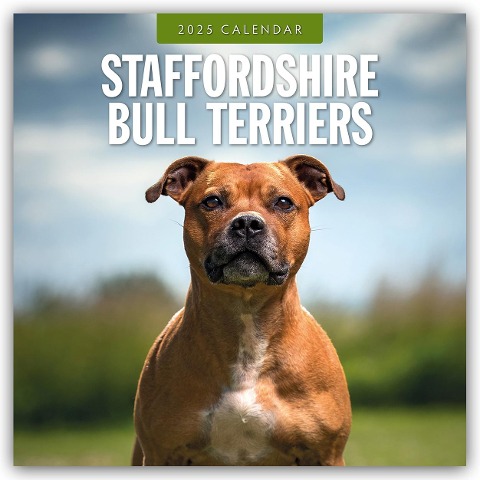 Staffordshire Bull Terriers - Staffordshire Bullterrier 2025 - 16-Monatskalender - 