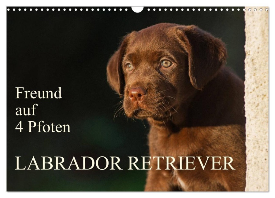 Freund auf 4 Pfoten - Labrador Retriever (Wandkalender 2027 DIN A3 quer), CALVENDO Monatskalender - Sigrid Starick