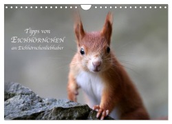 Cover-Bild zum Titel 'Tipps von Eichhörnchen an Eichhörnchenliebhaber (Wandkalender 2026 DIN A4 quer), CALVENDO Monatskalender' von 'Birgit Cerny'