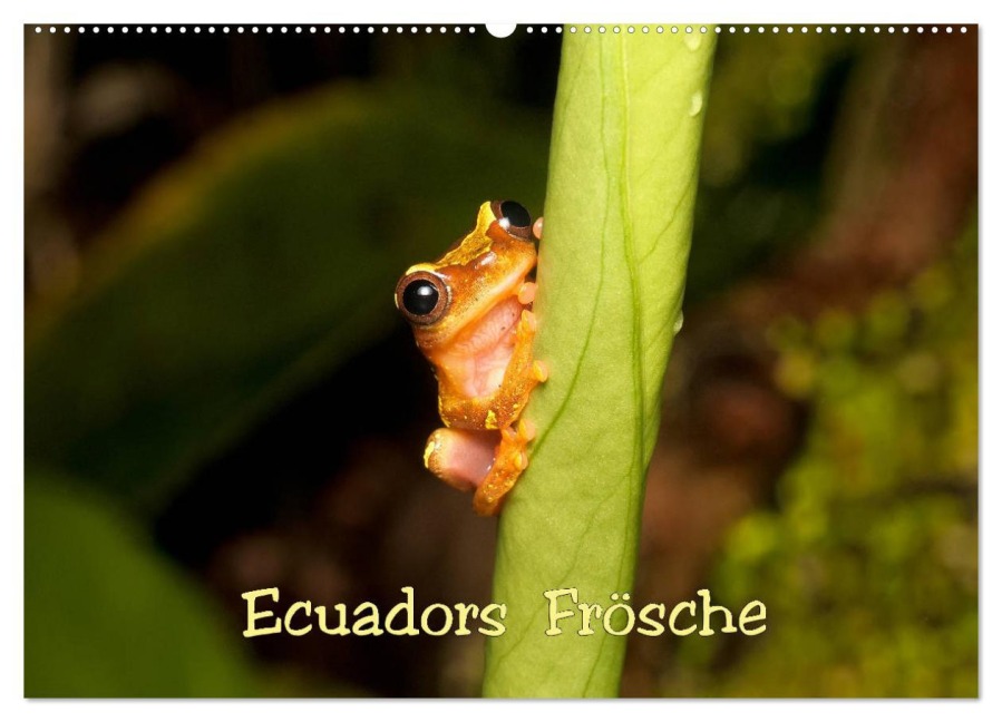 Ecuadors Frösche (Wandkalender 2026 DIN A2 quer), CALVENDO Monatskalender - Eerika Schulz