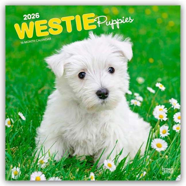 West Highland White Terrier Puppies - Westie Puppies - West Highland White Terrier Welpen - Westie Welpen 2026 - 16-Monatskalender - Browntrout Publishers