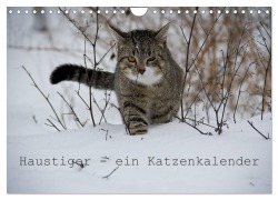 Cover-Bild zum Titel 'Haustiger - Ein Katzenkalender (Wandkalender 2026 DIN A4 quer), CALVENDO Monatskalender' von 'J. Becker'