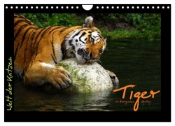 Cover-Bild zum Titel 'Welt der Katzen - Tiger (Wandkalender 2026 DIN A4 quer), CALVENDO Monatskalender' von 'Marcus Skupin'