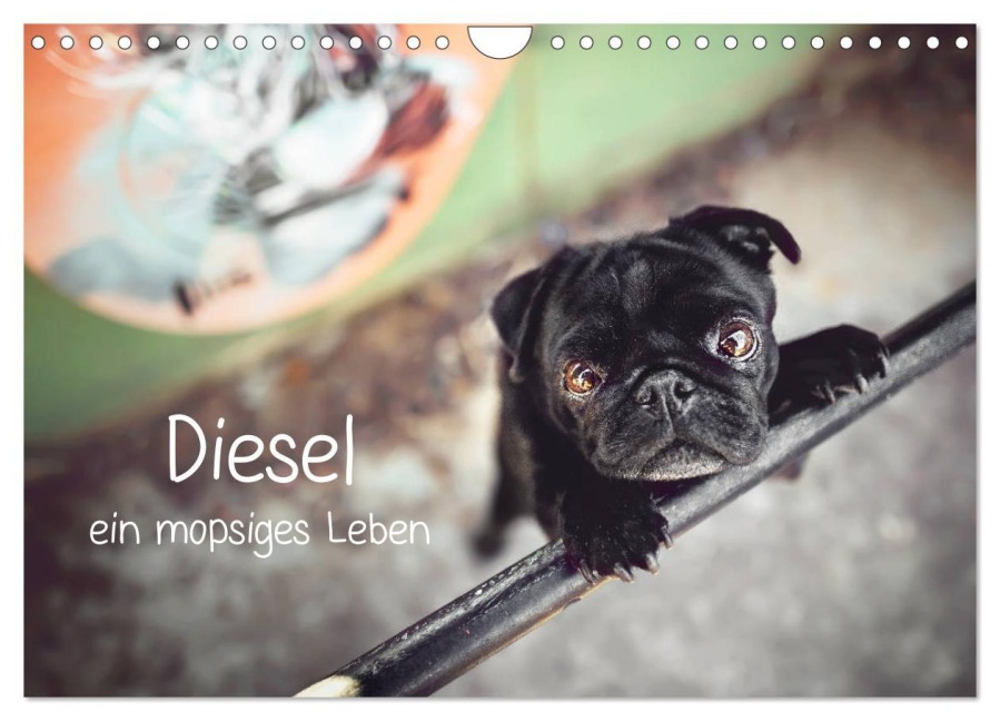 Diesel - ein mopsiges Leben (Wandkalender 2026 DIN A4 quer), CALVENDO Monatskalender - Sabrina Wobith Photography - FotosVonMaja
