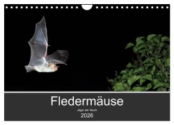 Cover-Bild zum Titel 'Fledermäuse - Jäger der Nacht (Wandkalender 2026 DIN A4 quer), CALVENDO Monatskalender' von 'Otto Schäfer'