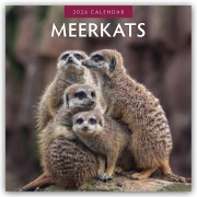 Meerkats - Erdmännchen 2026 - 16-Monatskalender - Robin Red