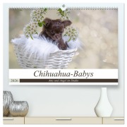 Chihuahua-Babys - Amy und Angel im Studio (hochwertiger Premium Wandkalender 2026 DIN A2 quer), Kunstdruck in Hochglanz - Sonja Teßen