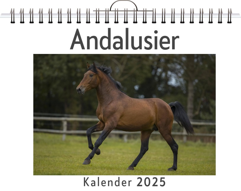Andalusier - Linus Lang