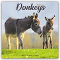 Donkeys - Esel 2025 - 16-Monatskalender - Avonside Publishing Ltd