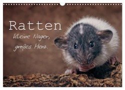 Cover-Bild zum Titel 'Ratten. Kleine Nager, großes Herz. (Wandkalender 2026 DIN A3 quer), CALVENDO Monatskalender' von 'Thorsten Nilson'