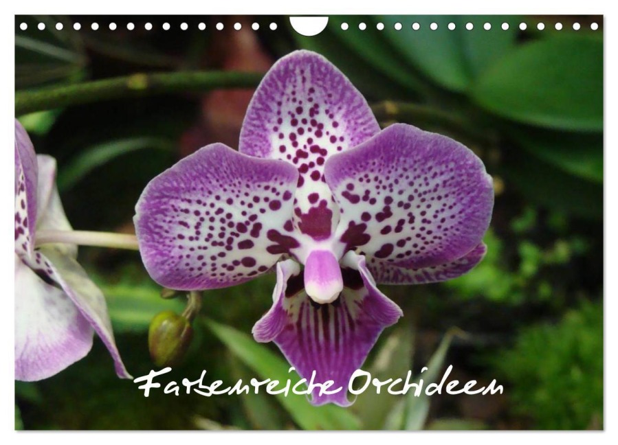 Farbenreiche Orchideen (Wandkalender 2025 DIN A4 quer), CALVENDO Monatskalender - Sven Herkenrath