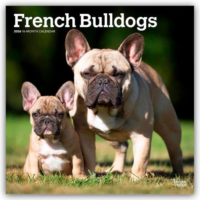 French Bulldogs - Französische Bulldogge 2026 - 16-Monatskalender - Browntrout Publishers