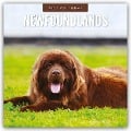 Newfoundlands - Neufundländer 2025 - 16-Monatskalender - 