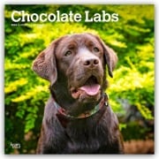 Chocolate Labrador Retriever - Brauner Labrador Retriever 2026 - 16-Monatskalender - Browntrout Publishers