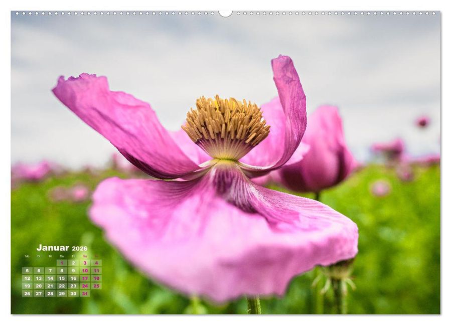 InsideView 5