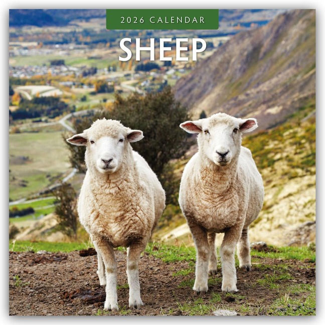 Sheep - Schafe 2026 - 16-Monatskalender - Robin Red
