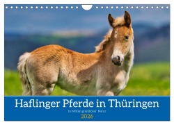 Cover-Bild zum Titel 'Haflinger Pferde in Thüringen (Wandkalender 2026 DIN A4 quer), CALVENDO Monatskalender' von 'Torsten Irmer'