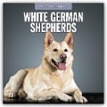 White German Shepherds - Weißer Deutscher Schäferhund 2025 - 16-Monatskalender - 