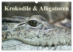 Cover-Bild zum Titel 'Krokodile & Alligatoren (Wandkalender 2026 DIN A3 quer), CALVENDO Monatskalender' von 'Elisabeth Stanzer'
