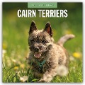 Cairn Terriers - Cairn Terrier 2025 - 16-Monatskalender - Robin Red