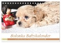 Bolonka Babykalender 2024 (Tischkalender 2024 DIN A5 quer), CALVENDO Monatskalender - Antonia Katharina Tessnow