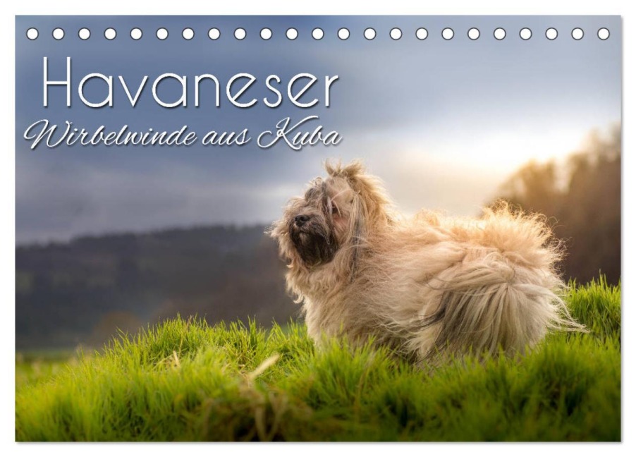 Havaneser - Wirbelwinde aus Kuba (Tischkalender 2026 DIN A5 quer), CALVENDO Monatskalender - Alexandra Hollstein