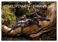 Cover-Bild zum Titel 'Vogelspinnen - Tarantulas (Wandkalender 2027 DIN A3 quer), CALVENDO Monatskalender' von 'Benny Trapp'