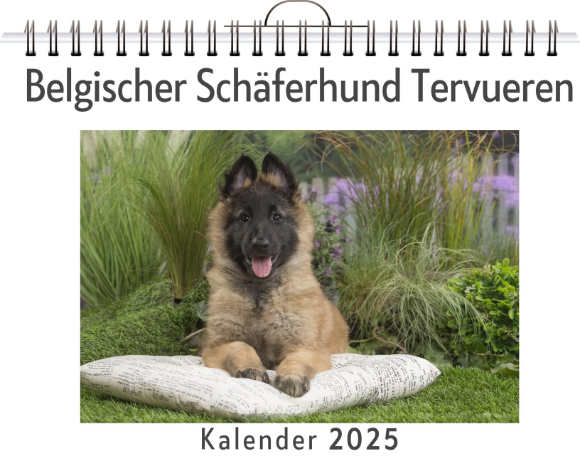 Belgischer Schäferhund Tervueren - Luca Fuchs