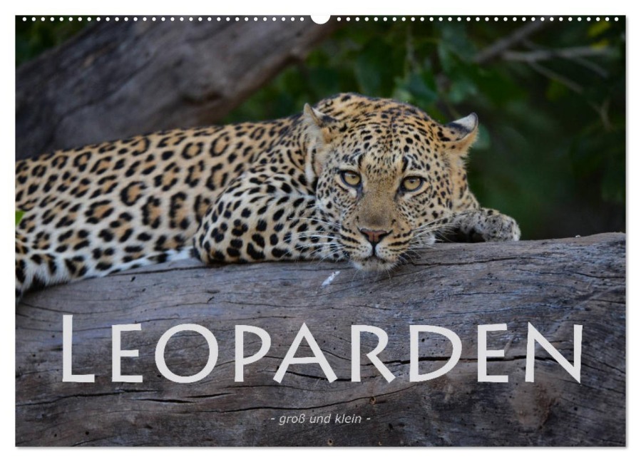 Leoparden - groß und klein (Wandkalender 2026 DIN A2 quer), CALVENDO Monatskalender - Robert Styppa
