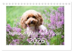 Cover-Bild zum Titel 'Maltipoo - Malteser -Pudel (Tischkalender 2026 DIN A5 quer), CALVENDO Monatskalender' von 'Heidi Bollich www. heidi-bollich. de'