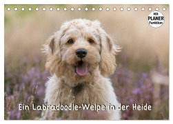 Ein Labradoodle-Welpe in der Heide (Tischkalender 2025 DIN A5 quer), CALVENDO Monatskalender - Sonja Teßen