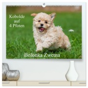 Kobolde auf 4 Pfoten - Bolonka Zwetna (hochwertiger Premium Wandkalender 2026 DIN A2 quer), Kunstdruck in Hochglanz - Sigrid Starick