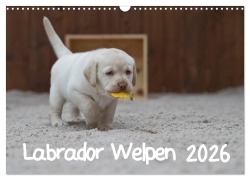 Cover-Bild zum Titel 'Labrador Welpen (Wandkalender 2026 DIN A3 quer), CALVENDO Monatskalender' von 'Heidi Bollich'