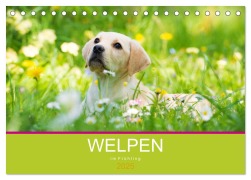 Welpen im Frühling (Tischkalender 2025 DIN A5 quer), CALVENDO Monatskalender - Judith Dzierzawa
