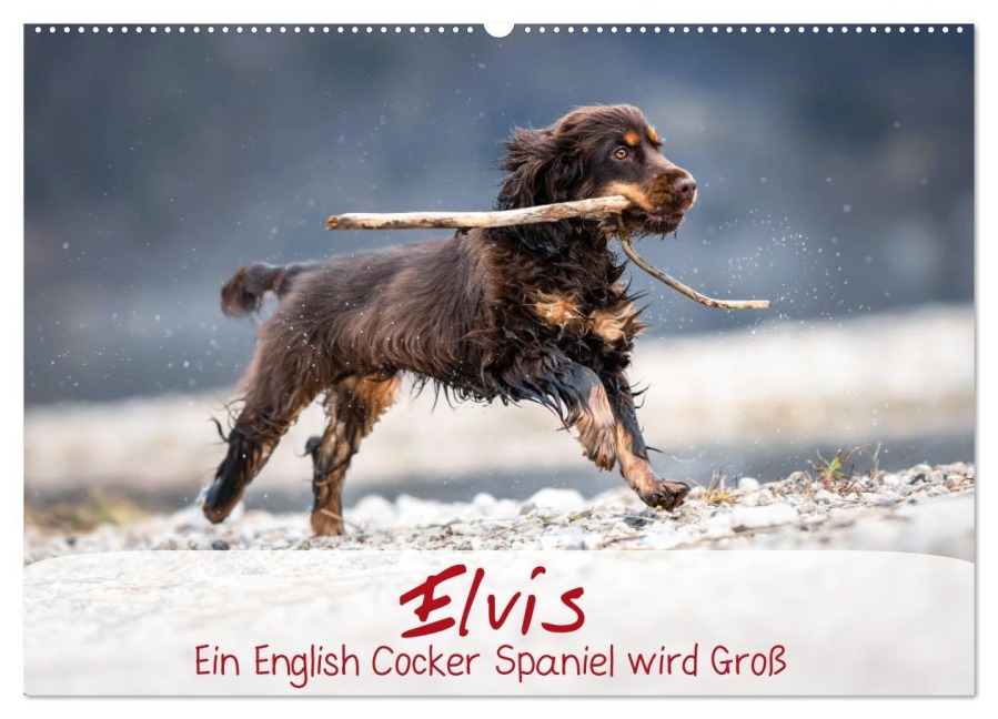 Elvis ein Engl. Cocker Spaniel wird Groß (Wandkalender 2026 DIN A2 quer), CALVENDO Monatskalender - Sabrina Wobith Photography - FotosVonMaja