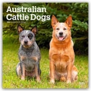 Australian Cattle Dogs 2026 - 16-Monatskalender - Browntrout Publishers