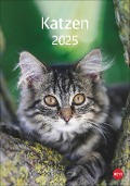 Katzen Kalender 2025 - 