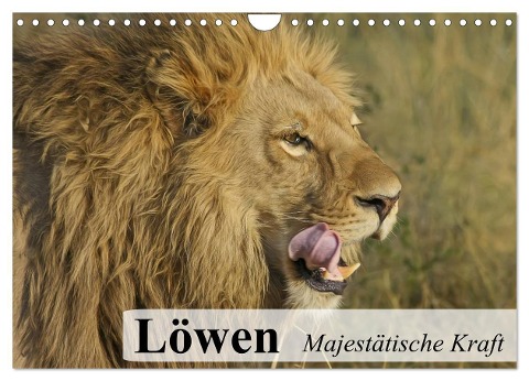 Löwen. Majestätische Kraft (Wandkalender 2024 DIN A4 quer), CALVENDO Monatskalender - Elisabeth Stanzer